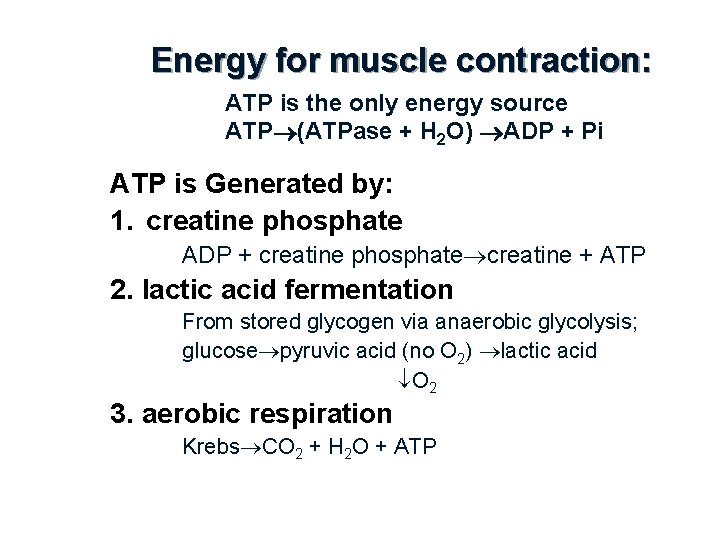 Energy for muscle contraction: ATP is the only energy source ATP (ATPase + H