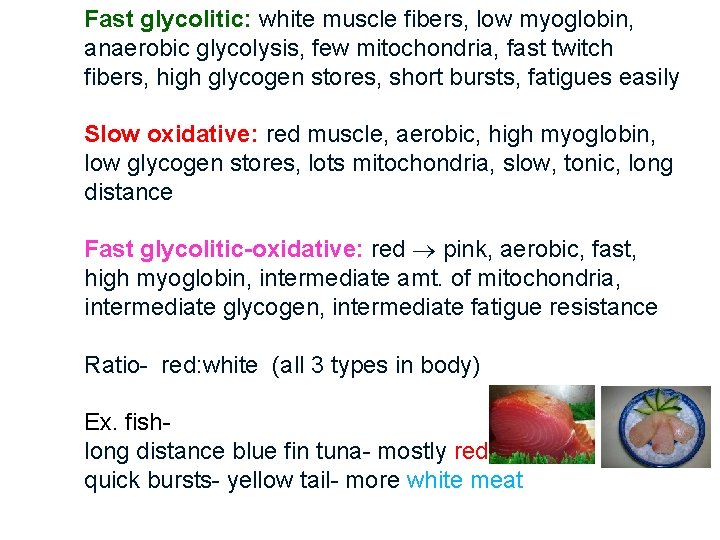 Fast glycolitic: white muscle fibers, low myoglobin, anaerobic glycolysis, few mitochondria, fast twitch fibers,