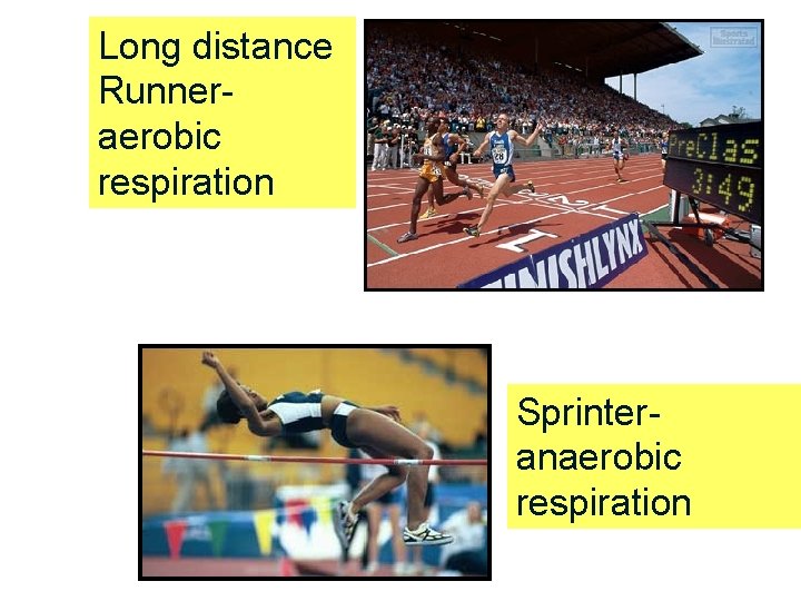 Long distance Runneraerobic respiration Sprinteranaerobic respiration 