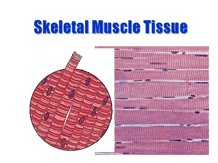 Skeletal Muscle Tissue 