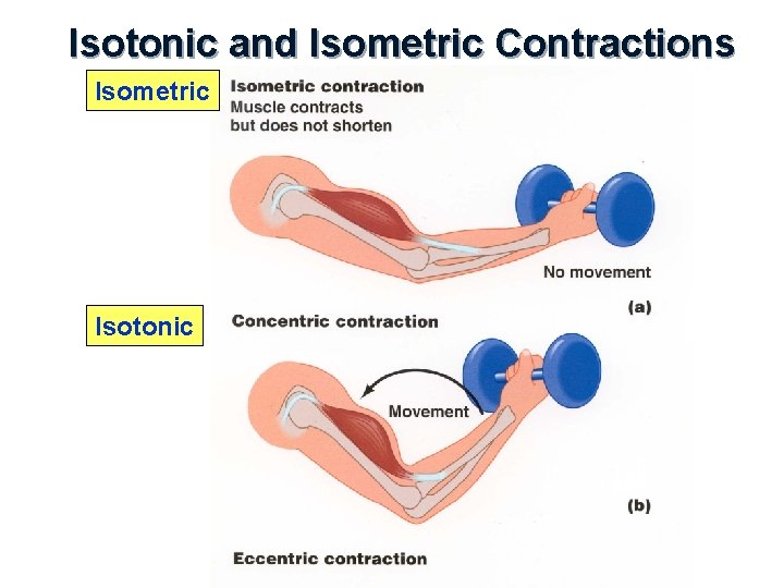 Isotonic and Isometric Contractions Isometric Isotonic 