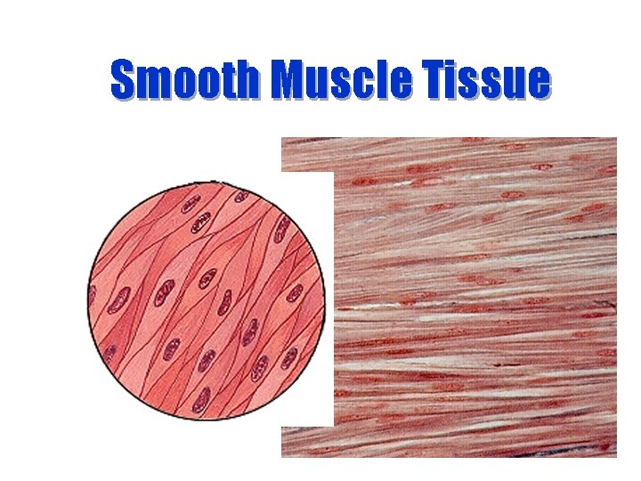 Smooth Muscle Tissue 