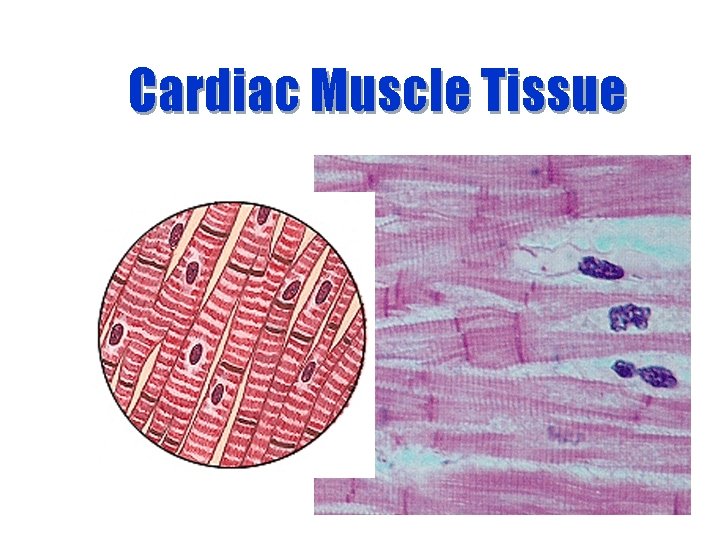 Cardiac Muscle Tissue 