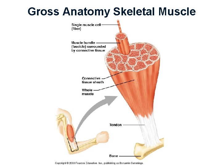 Gross Anatomy Skeletal Muscle 