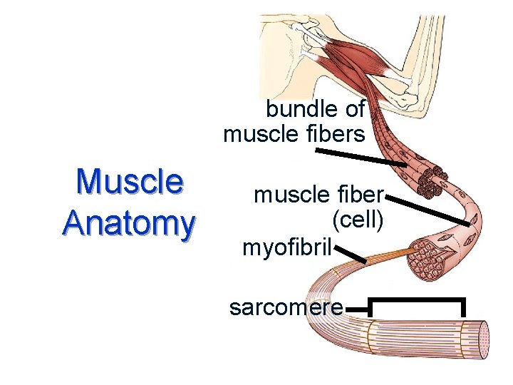 bundle of muscle fibers Muscle Anatomy muscle fiber (cell) myofibril sarcomere 