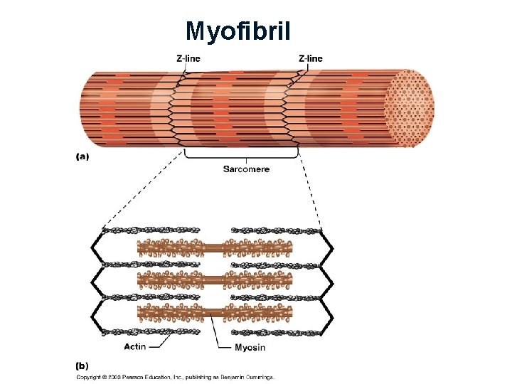 Myofibril 