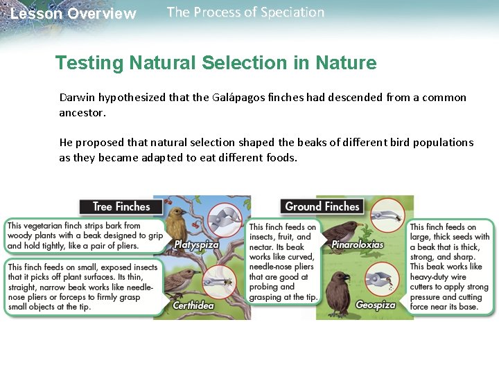 Lesson Overview The Process of Speciation Testing Natural Selection in Nature Darwin hypothesized that