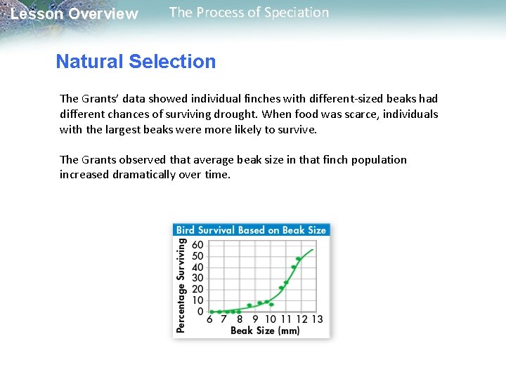 Lesson Overview The Process of Speciation Natural Selection The Grants’ data showed individual finches