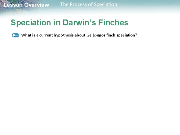 Lesson Overview The Process of Speciation in Darwin’s Finches What is a current hypothesis