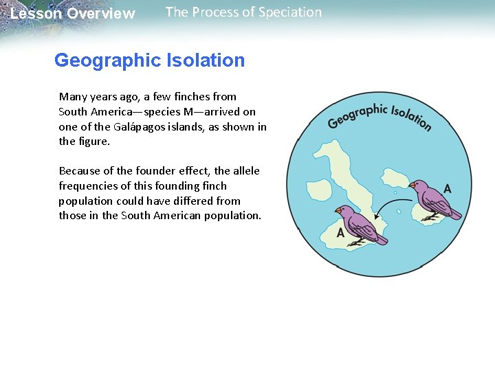 Lesson Overview The Process of Speciation Geographic Isolation Many years ago, a few finches