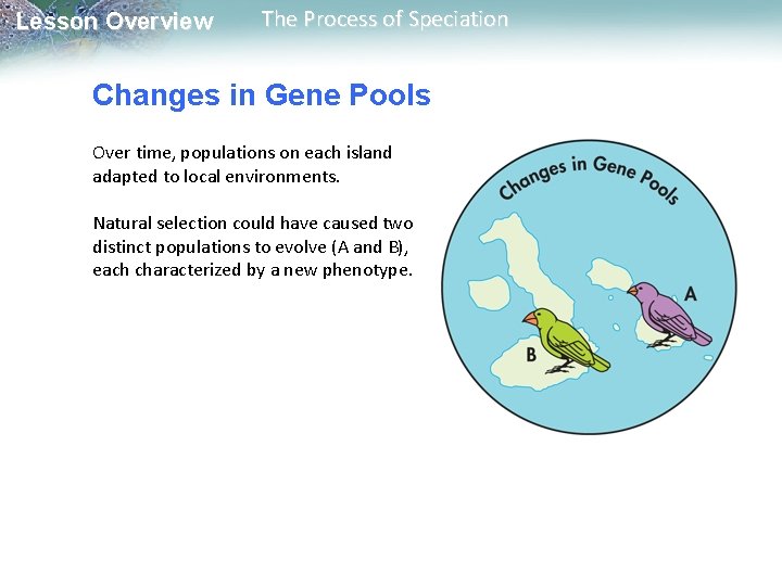 Lesson Overview The Process of Speciation Changes in Gene Pools Over time, populations on