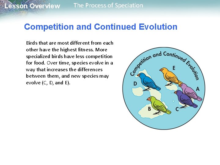 Lesson Overview The Process of Speciation Competition and Continued Evolution Birds that are most