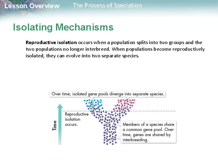 Lesson Overview The Process of Speciation Isolating Mechanisms Reproductive isolation occurs when a population