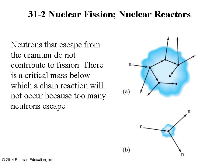 31 -2 Nuclear Fission; Nuclear Reactors Neutrons that escape from the uranium do not