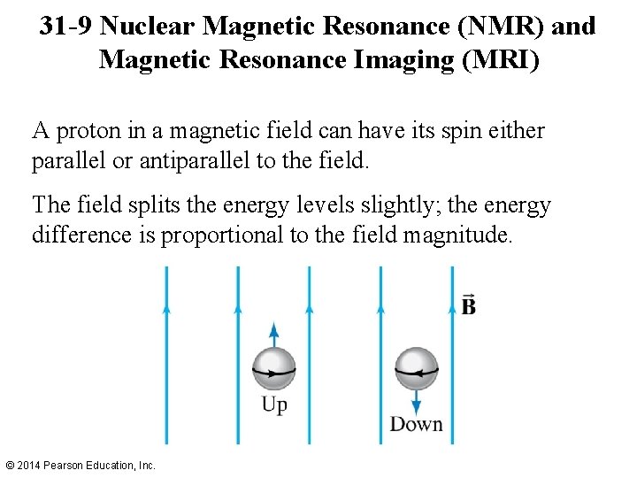 31 -9 Nuclear Magnetic Resonance (NMR) and Magnetic Resonance Imaging (MRI) A proton in