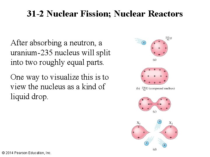 31 -2 Nuclear Fission; Nuclear Reactors After absorbing a neutron, a uranium-235 nucleus will