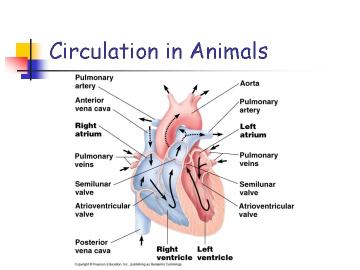 Circulation in Animals 