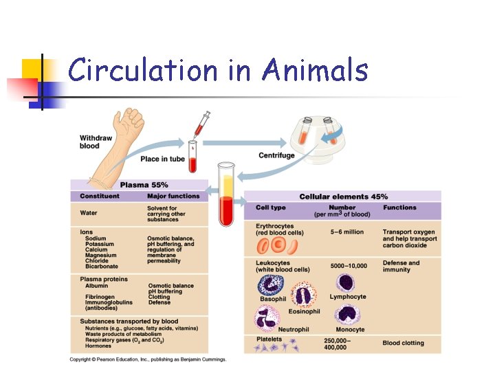 Circulation in Animals 