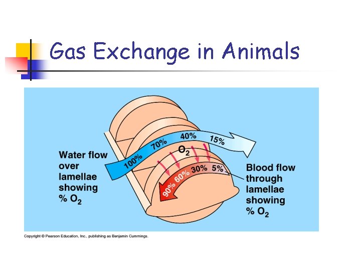 Gas Exchange in Animals 