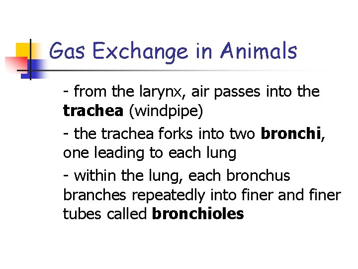 Gas Exchange in Animals - from the larynx, air passes into the trachea (windpipe)