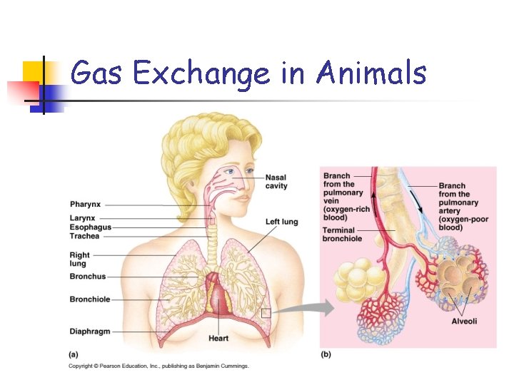 Gas Exchange in Animals 