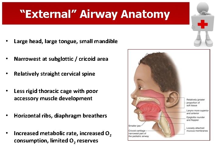 “External” Airway Anatomy • Large head, large tongue, small mandible • Narrowest at subglottic