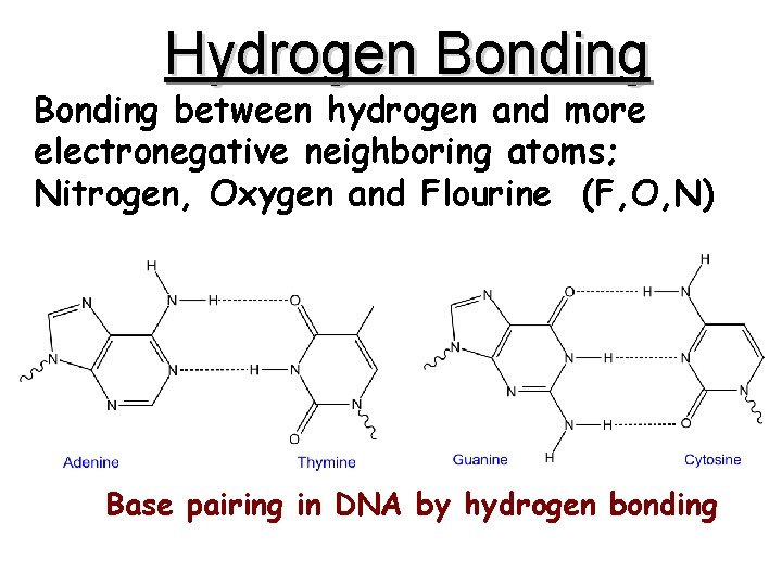 Hydrogen Bonding between hydrogen and more electronegative neighboring atoms; Nitrogen, Oxygen and Flourine (F,