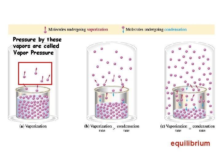 Pressure by these vapors are called Vapor Pressure equilibrium 