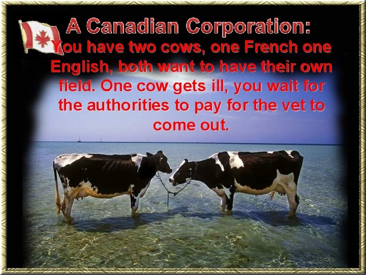 You have two cows, one French one English, both want to have their own