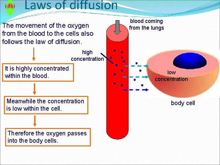 Laws of diffusion The movement of the oxygen from the blood to the cells Laws of diffusion The movement of the oxygen from the blood to the cells