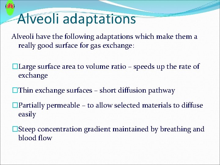 Alveoli adaptations Alveoli have the following adaptations which make them a really good surface Alveoli adaptations Alveoli have the following adaptations which make them a really good surface