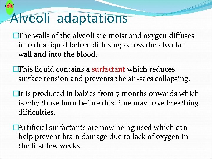 Alveoli adaptations �The walls of the alveoli are moist and oxygen diffuses into this Alveoli adaptations �The walls of the alveoli are moist and oxygen diffuses into this