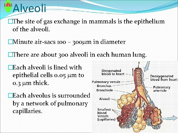Alveoli �The site of gas exchange in mammals is the epithelium of the alveoli. Alveoli �The site of gas exchange in mammals is the epithelium of the alveoli.
