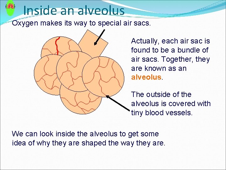 Inside an alveolus Oxygen makes its way to special air sacs. Actually, each air Inside an alveolus Oxygen makes its way to special air sacs. Actually, each air