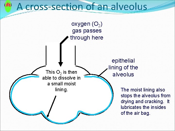 A cross-section of an alveolus oxygen (O 2) gas passes through here This O A cross-section of an alveolus oxygen (O 2) gas passes through here This O