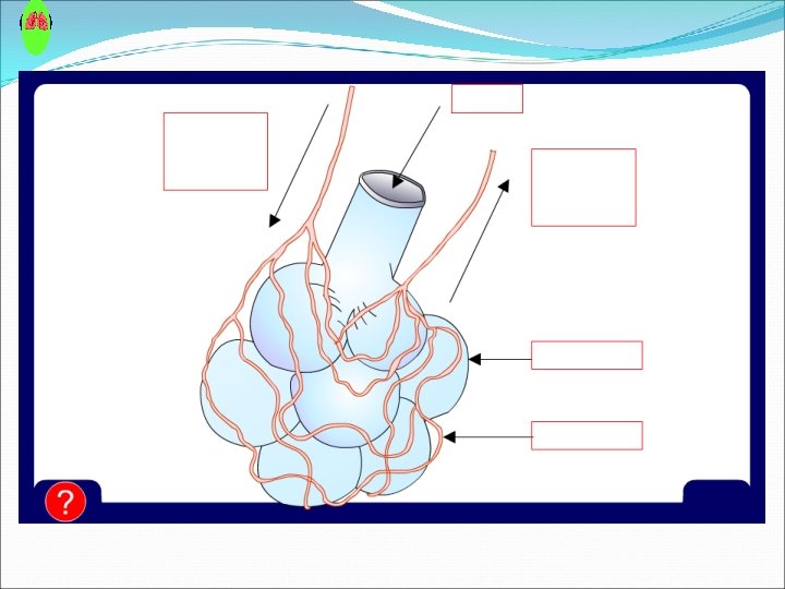 Label the alveolus Label the alveolus