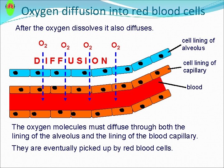 Oxygen diffusion into red blood cells After the oxygen dissolves it also diffuses. O Oxygen diffusion into red blood cells After the oxygen dissolves it also diffuses. O