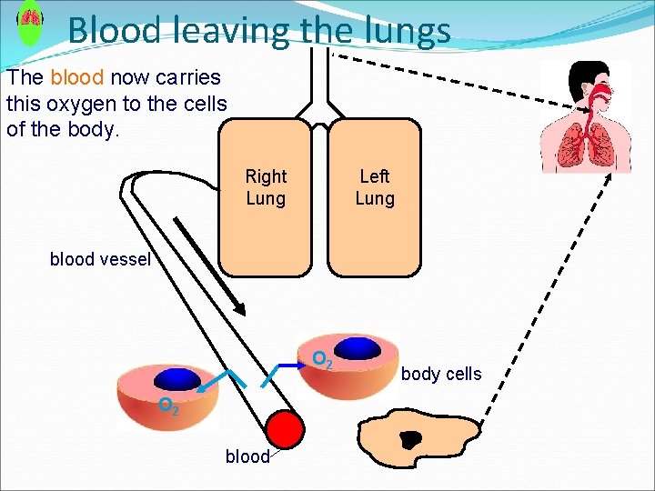 Blood leaving the lungs The blood now carries this oxygen to the cells of Blood leaving the lungs The blood now carries this oxygen to the cells of