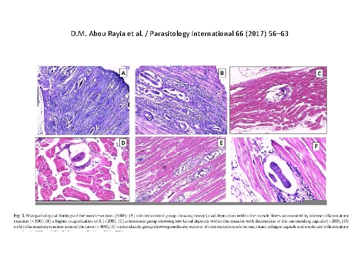 D. M. Abou Rayia et al. / Parasitology International 66 (2017) 56– 63 