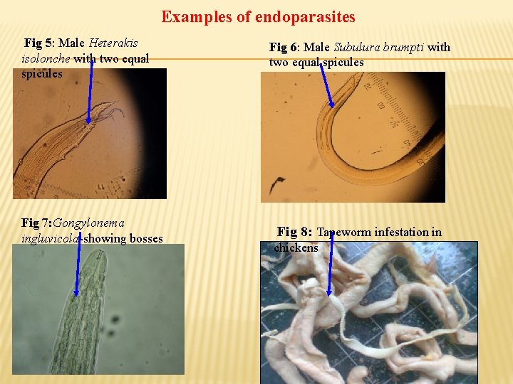 Examples of endoparasites Fig 5: Male Heterakis isolonche with two equal spicules Fig 7: Examples of endoparasites Fig 5: Male Heterakis isolonche with two equal spicules Fig 7: