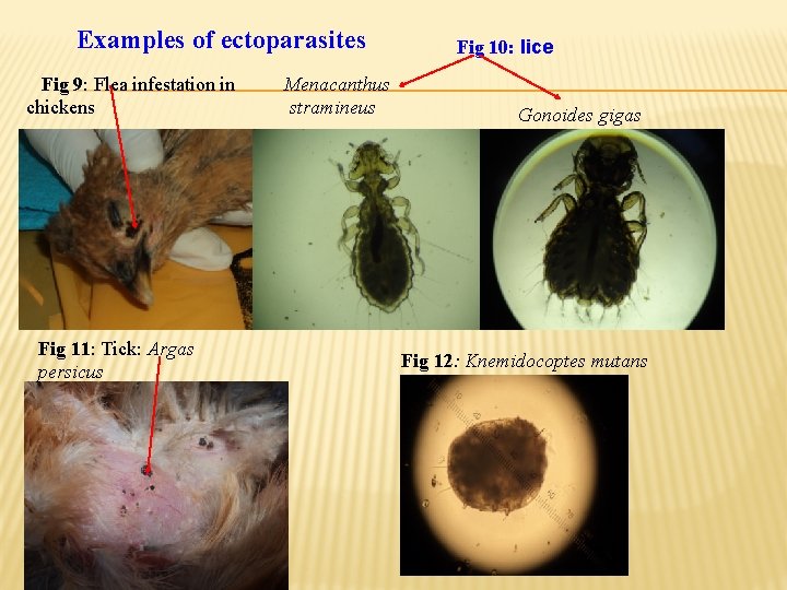 Examples of ectoparasites Fig 9: Flea infestation in chickens Fig 11: Tick: Argas persicus Examples of ectoparasites Fig 9: Flea infestation in chickens Fig 11: Tick: Argas persicus