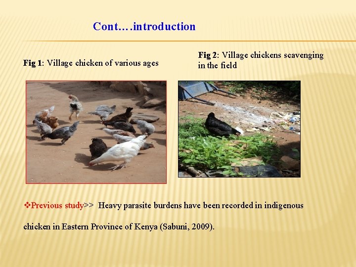 Cont…. introduction Fig 1: Village chicken of various ages Fig 2: Village chickens scavenging Cont…. introduction Fig 1: Village chicken of various ages Fig 2: Village chickens scavenging