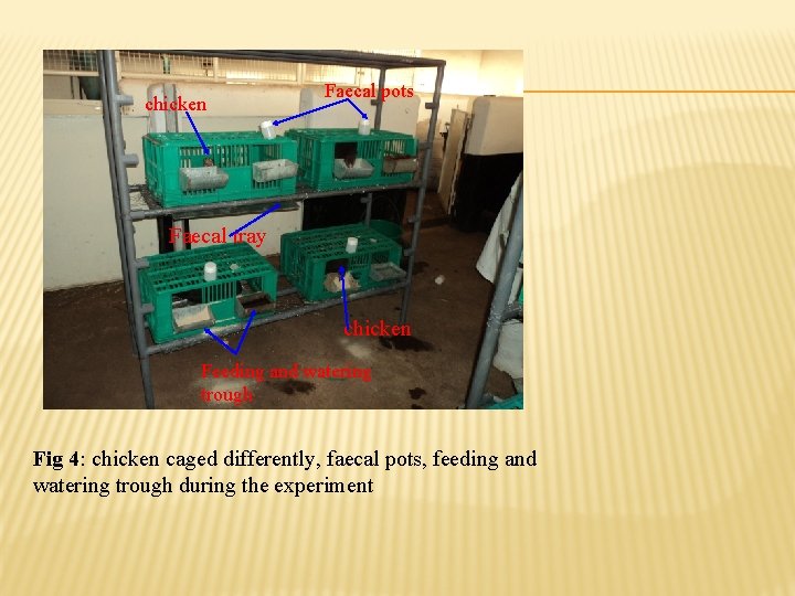 chicken Faecal pots Faecal tray chicken Feeding and watering trough Fig 4: chicken caged chicken Faecal pots Faecal tray chicken Feeding and watering trough Fig 4: chicken caged