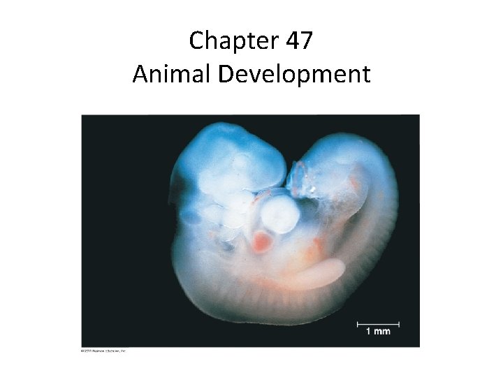 Chapter 47 Animal Development 