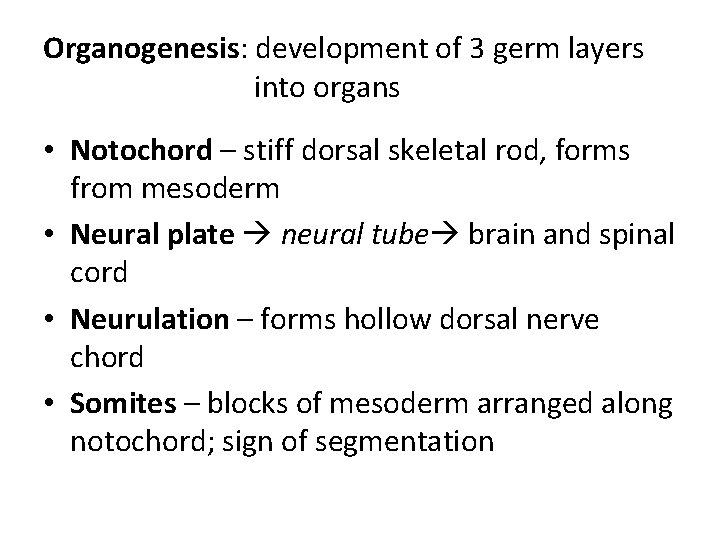 Organogenesis: development of 3 germ layers into organs • Notochord – stiff dorsal skeletal