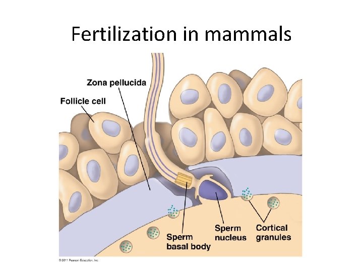 Fertilization in mammals 