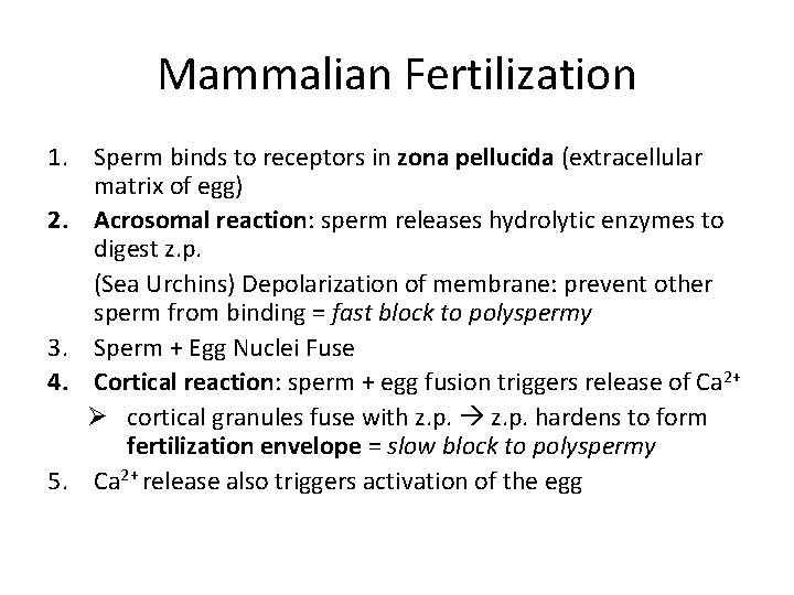 Mammalian Fertilization 1. Sperm binds to receptors in zona pellucida (extracellular matrix of egg)