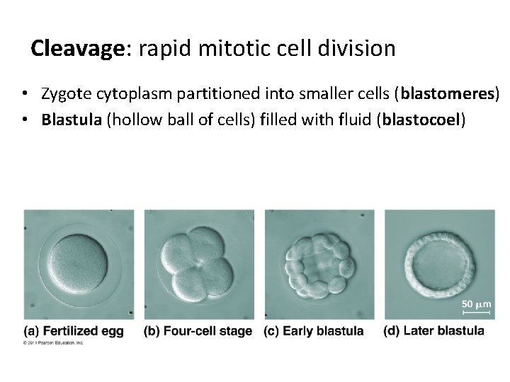 Cleavage: rapid mitotic cell division • Zygote cytoplasm partitioned into smaller cells (blastomeres) •