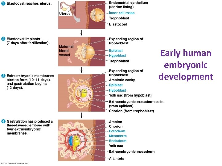 Early human embryonic development 