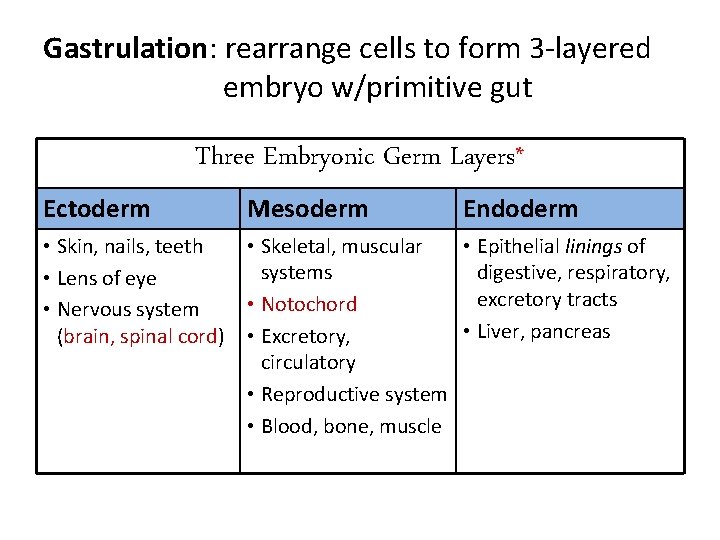 Gastrulation: rearrange cells to form 3 -layered embryo w/primitive gut Three Embryonic Germ Layers*